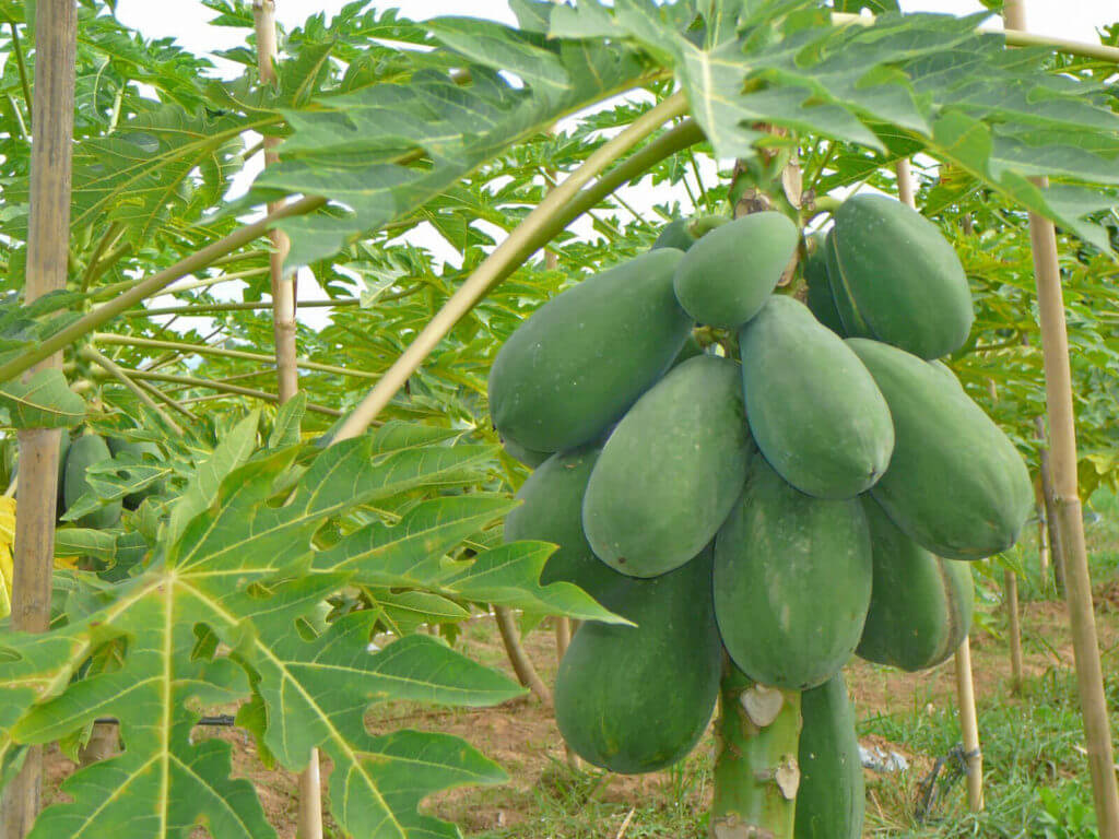 Unripe Green Papaya